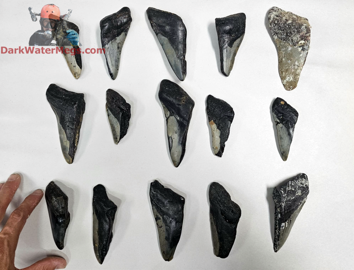 DarkWaterMegs's tweet photo. Unfortunately most of what I find are these "frags" or fragments of broken megalodon teeth.  Which makes finding the large complete ones all the more special.

Dive into more information / pictures / videos on megalodon teeth and the Dark Water Megs megalodon jaw:
https://t.co/9KH3P2JlYL

#Megalodon #MegalodonTeeth #Megalodontooth #MegalodonShark #MegalodonFossil #MegalodonJaw #MegTeeth #Meg #SharkTeeth #SharkTooth #SharkToothFossil #SharkFossil #SharkToothHunting #Fossils #Fossil #Fossilhunting #Fossilhunter #FossilCollection #RareFossils #Sharks #Shark #Paleontology #Paleo #Prehistoric #AncientShark #Ocean #SharkWeek #UniqueGifts #gifts #DarkWaterMegs