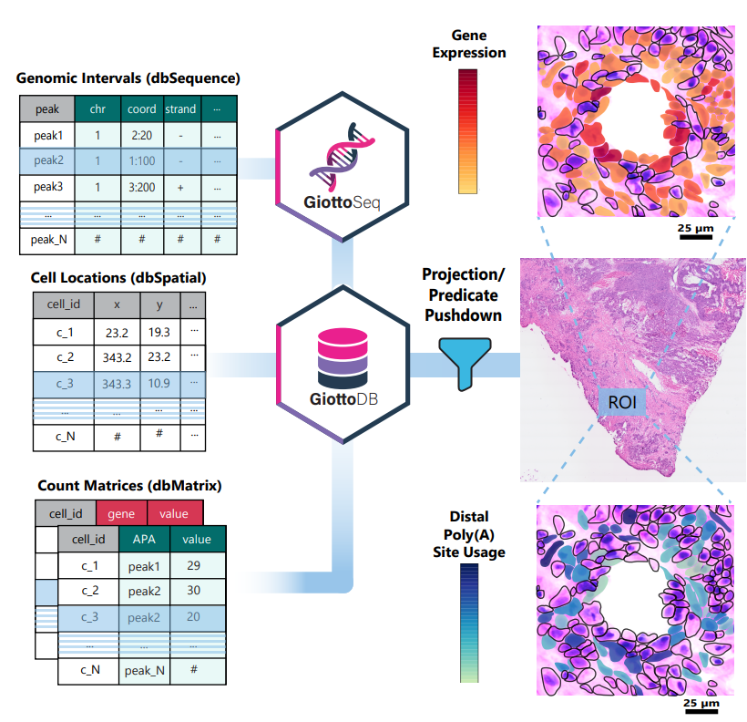 Ed2uiz's tweet photo. Benchmarks of individual operations were promising. But the harder test was whether the same database layer could support a real, multi-step biological analysis across data types.

To test this, we integrated dbverse with the @GiottoSpatial framework through two new R packages, GiottoDB and GiottoSeq.

Together, they bring database-backed execution and query pushdown to joint analysis of gene expression and alternative polyadenylation in a @10xGenomics Visium HD 3′ ovarian clear cell carcinoma (OCCC) sample.

8/🧵