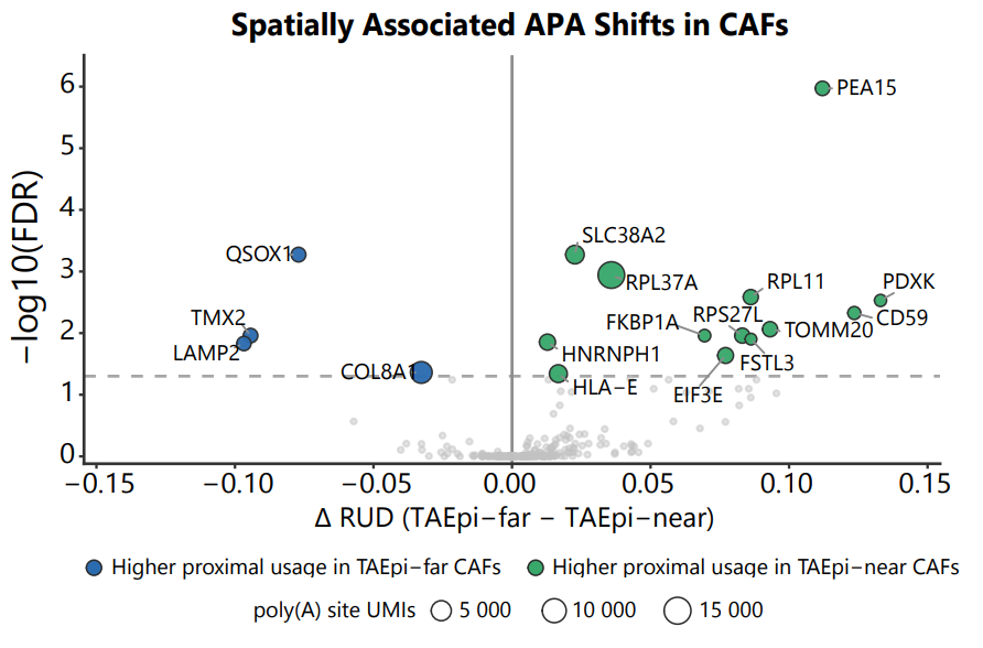 Ed2uiz's tweet photo. Using this approach, we observed greater proximal poly(A)-site usage in tumor-associated epithelial cells (TAEpi), consistent with 3′ UTR shortening. We also observed shifts in poly(A)-site usage among cancer-associated fibroblasts (CAFs) associated with their proximity to TAEpi cells in the Visium HD 3′ sample.

12/🧵