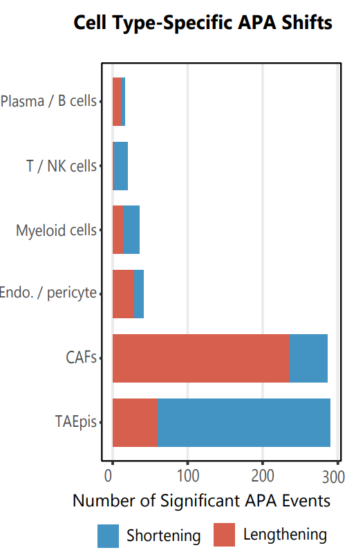 Ed2uiz's tweet photo. Using this approach, we observed greater proximal poly(A)-site usage in tumor-associated epithelial cells (TAEpi), consistent with 3′ UTR shortening. We also observed shifts in poly(A)-site usage among cancer-associated fibroblasts (CAFs) associated with their proximity to TAEpi cells in the Visium HD 3′ sample.

12/🧵