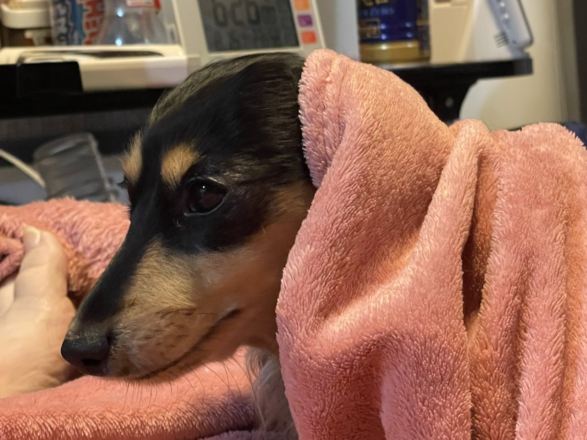 nana_7478's tweet photo. れいちゃんおはよう！

クーラーつけたら寒いね🥹
毛布大好き、れいちゃんきゃわいい♡
 #ミニチュアダックス
 #犬好きさんと繋がりたい https://t.co/UynctvVLgJ