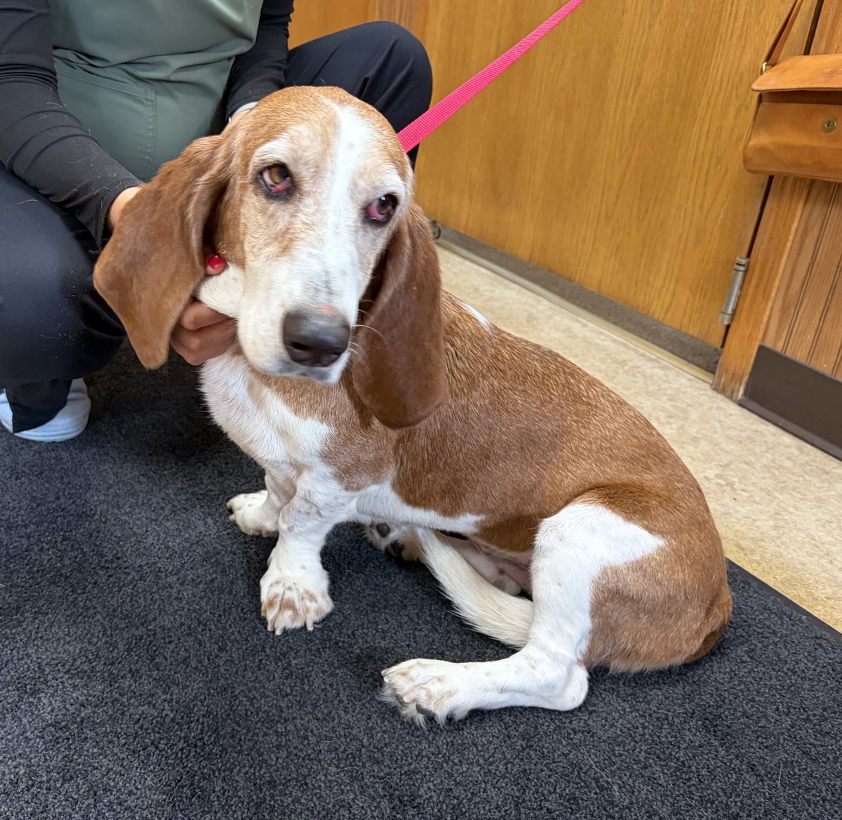 GABR_Bassets's tweet photo. Aarrhhoooo! Alice is a 7 yr old #BassetHound who loves attention.

Keep an eye on https://t.co/cNe6zGFceb for more info on this sweet gal as she gets ready for #Adoption!

#AdoptDontShop #Basset #RESCUE https://t.co/oIBl6Q0NLf