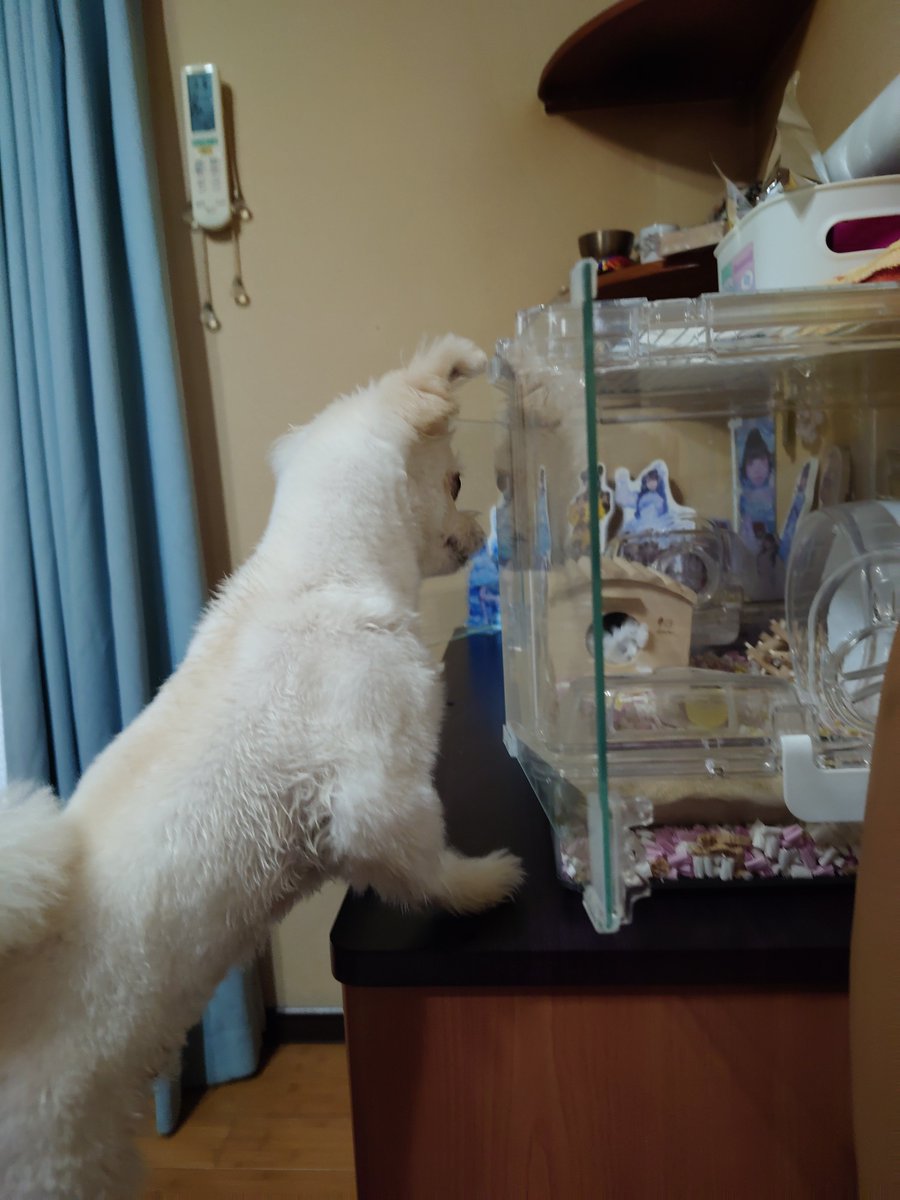 samejimasamezou's tweet photo. 今日は！なんと！
愛犬『けだま』の！

誕生日🎂‼️
6才です！
※ちなみに…
ハムスター🐹『もさを』
探してますwww https://t.co/TNA8DV61Fc
