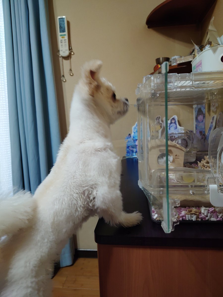 samejimasamezou's tweet photo. 今日は！なんと！
愛犬『けだま』の！

誕生日🎂‼️
6才です！
※ちなみに…
ハムスター🐹『もさを』
探してますwww https://t.co/TNA8DV61Fc