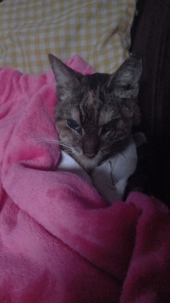 RayGatling's tweet photo. É muito difícil viver em mundo sem você 🥺 https://t.co/vDSkwAWWxv