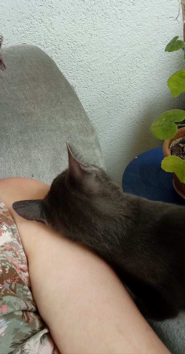 witchsdiaries's tweet photo. Çitlenbikimle bugünden anlar 🐾🩷 https://t.co/Mq2KPWS4r4