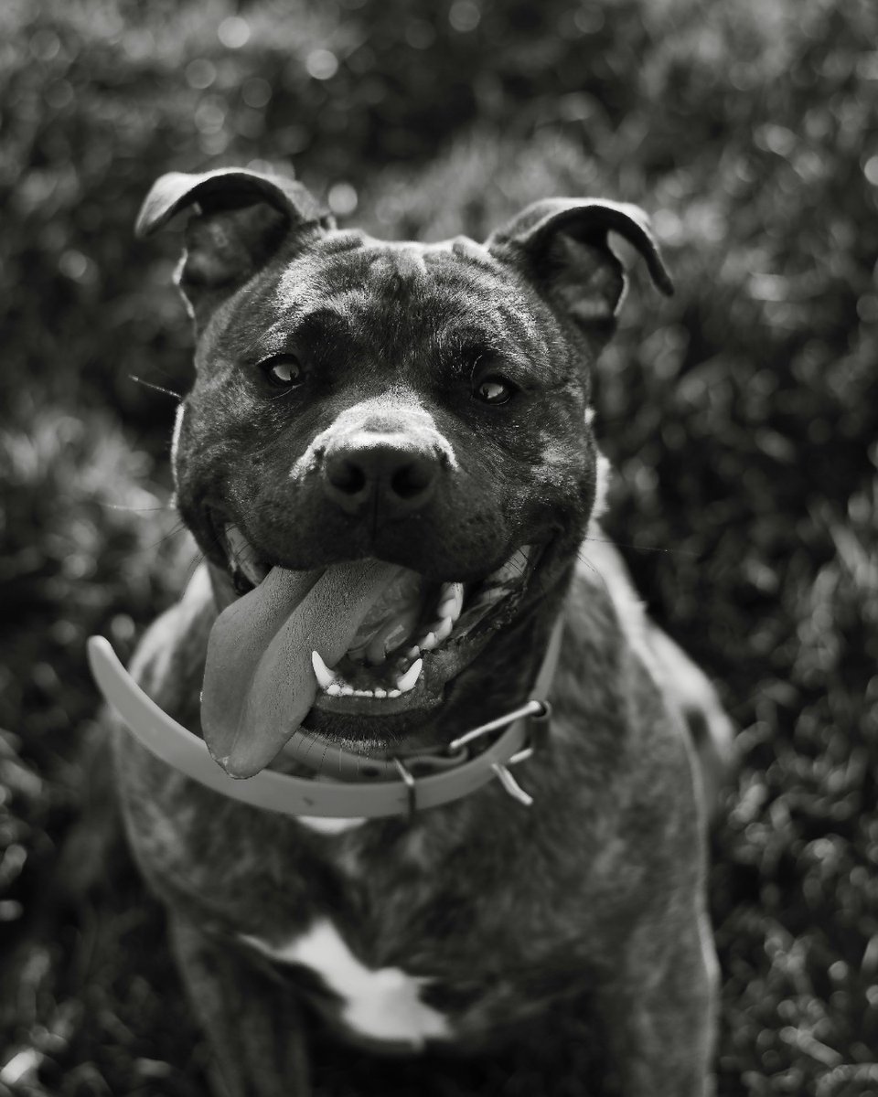 Eviemagazine's tweet photo. Pit bulls are a litmus test to determine if you’re a danger to society. 

If you’re still justifying the unleashing of these beasts of burden on innocent children or your friendly neighbor who expects the dignity of walking around their suburb without being mauled to death, I don’t know how you live with yourself. 

But I beg you to contend with reality: pit bulls are not “just like any other dog.” 

Not all animals are made equal, and acknowledging that is just as much about protecting them as it is about everyone else. 

In the 15 years between 2005 and 2019, dogs killed 521 Americans. 

Pit bulls were responsible for 346 (66%) of those deaths. 

I don’t get mad at the snake for biting those who walk through its territory. It’s in its nature. They lack moral agency. 

Humans are responsible for mitigating the risks and potential for harm that human-bred dogs like pit bulls are responsible for. 

Read the full article here: https://t.co/l4WcS41OCq

By @0rang3youglad
