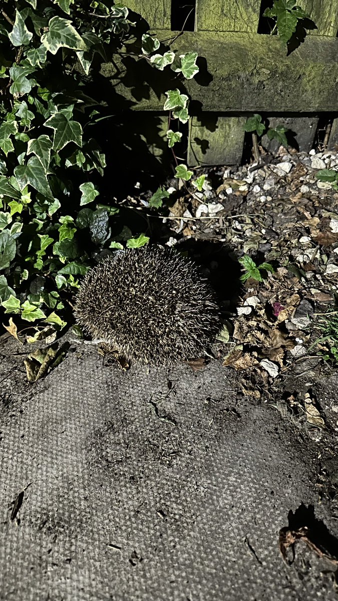 djg2703's tweet photo. @HedgehogCabin Amazing people 💕💕our regular visitor. I think a little small so we help a little 😉 https://t.co/uK4QHqqsnI