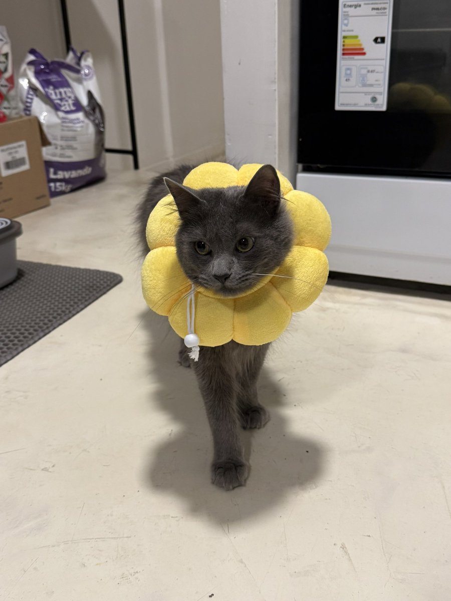 AntoneeAguilera's tweet photo. Con pulga estamos probando talles del collar isabelino para cuando lo deje sin día del padre. Díganme si no es el girasol más hermoso que vieron 😍 https://t.co/rA5uRteLyo
