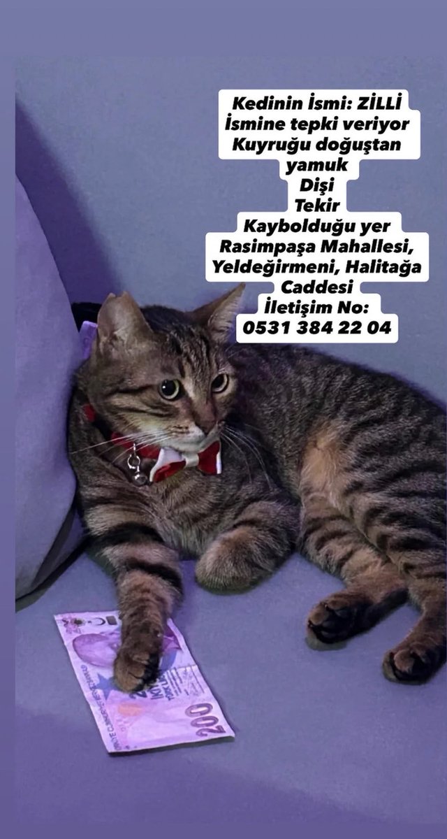 rxxenna's tweet photo. KADIKÖY DİKKAT !!

Bu kedicik bu kadın tarafından kapısının önünden kaçırılıyor. Kadın kediyi kucağında Rasimpaşa'ya kadar götürüyor, kedi orda kucağından kaçıyor ve kayboluyor.
Lütfen elden ele yayalım. 🙏🏻
Kedinin sahibi perişan halde 
Gören duyan görseldeki numaraya ulaşsın ! https://t.co/jPqQKE6du8