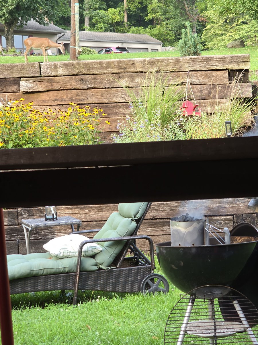 DGuy7447496's tweet photo. Out here having a beverage and get some charcoal goin for burgers and the deer stop by to visit. https://t.co/5p3CsY71Ky