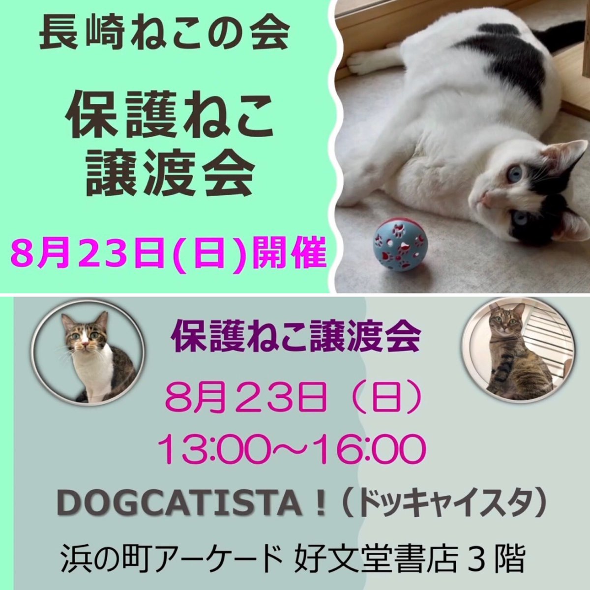 marumi408's tweet photo. 8/23（日）譲渡会参加します✨
かまちょ(もうすぐ3ヶ月)気になる方は会いに来てね🐈
#長崎市
#猫 https://t.co/TABjlcu6Vu