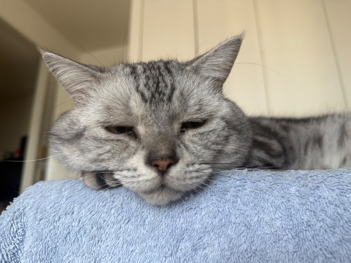GSumisumi's tweet photo. おはよう💕

#アメショー #アメリカンショートヘア #猫好き #猫のいる生活  #猫 #ネコ #ねこ #cat #cats #catlife https://t.co/iL1gYKsY7O