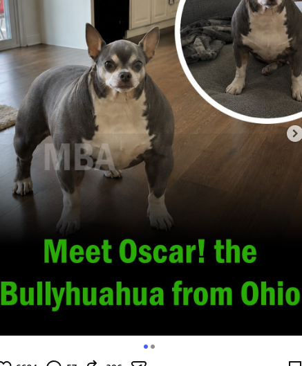 ResonantCooks's tweet photo. A new hybrid animal is going giga viral on INSTAGRAM
More than 200k views in elss than 24h
mEET OSCAR - The Bullyhuahua
https://t.co/1VEERfjNJq https://t.co/UJ3T3LxVWB