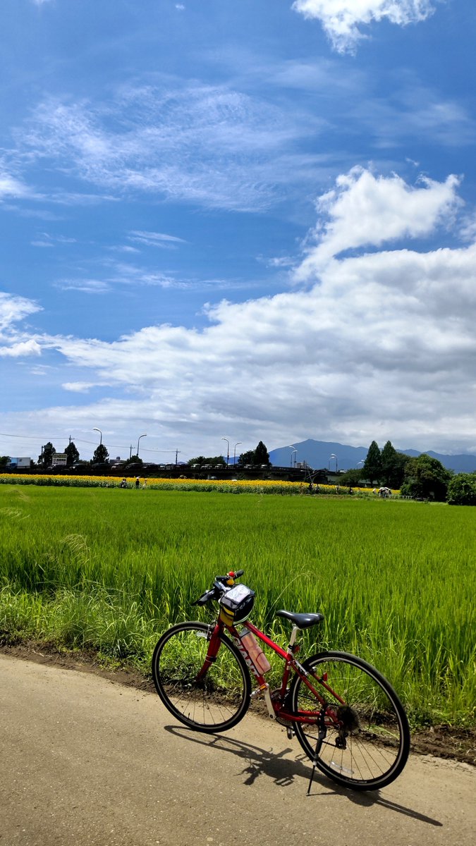 yomogi220's tweet photo. 座間のひまわり祭り！満開です🌻 https://t.co/QmCdS54CIH
