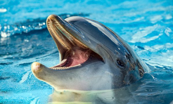 DadosPoder's tweet photo. Você sabia que os golfinhos usam "nomes próprios" entre si? 🌊
​
Pesquisadores descobriram que cada golfinho desenvolve um assobio único e exclusivo ainda na infância, que funciona exatamente como o seu nome. https://t.co/DGfi2rHkrb