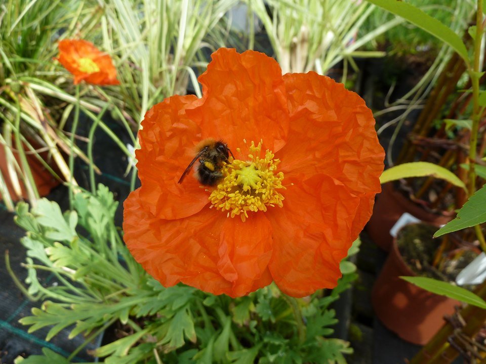 lorraineelizab6's tweet photo. In old Irish Brehon law they wrote the bee-judgements, 'bechbretha'! These covered all sorts of issues such as what to do if bees trespassed (!), how to decide who owned bees, how to punish bee or honey theft &amp; how much honey a beekeeper should offer neighbours! #HoneyBeeDay 🐝🍯 https://t.co/d3FDqvvDMf