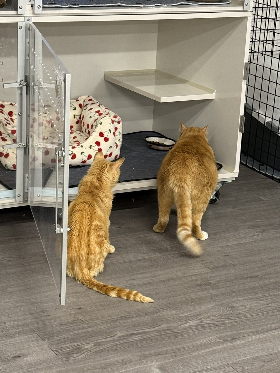 feederofcats's tweet photo. really big fan of Peaches following Mr. Perfect around and copying everything he does. Mr. Perfect is what every decrepit senior jank strives to become https://t.co/f72y3eLKwQ