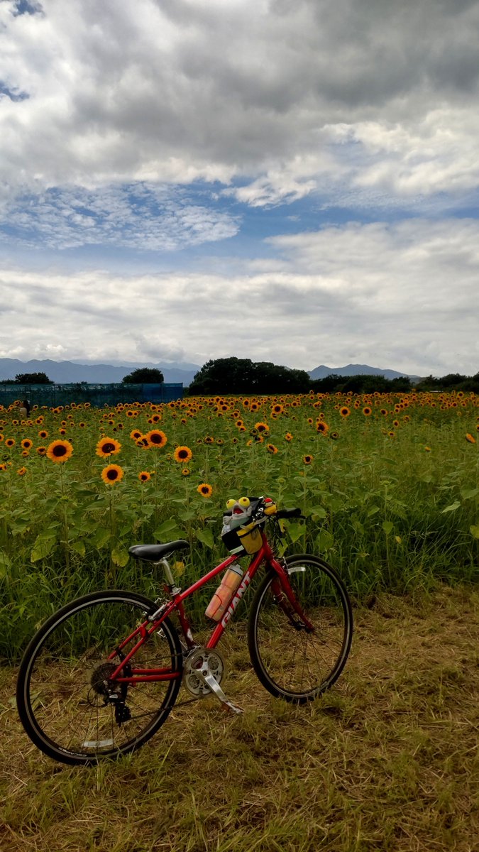 yomogi220's tweet photo. 四ツ谷会場。色が濃いヒマワリ咲いてる🌻 https://t.co/kZduQcDOBA