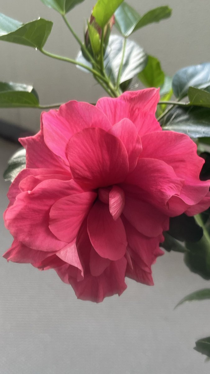 ouchikkoanne's tweet photo. 八重咲きのハイビスカスが植え替えをしてからひと月で元気を取り戻したみたいです😊
たくさんついたつぼみが次々に咲き始めました🌺

#花のある暮らし　#ハイビスカス  #更年期 https://t.co/S7is7ibuwG