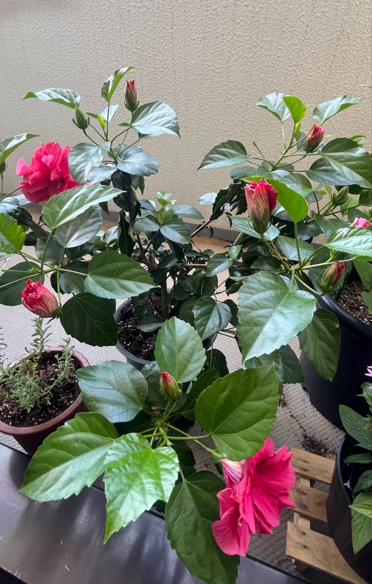 ouchikkoanne's tweet photo. 八重咲きのハイビスカスが植え替えをしてからひと月で元気を取り戻したみたいです😊
たくさんついたつぼみが次々に咲き始めました🌺

#花のある暮らし　#ハイビスカス  #更年期 https://t.co/S7is7ibuwG
