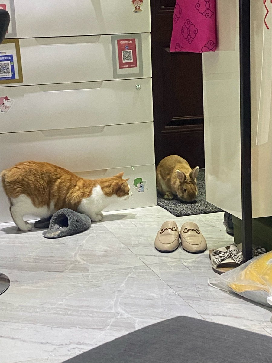 KraigUllri75945's tweet photo. Spent 10 mins explaining to my cat why I can’t leave work early today… turns out she just wanted the tuna treats I hid in my bag. https://t.co/tJK8vtuGTm