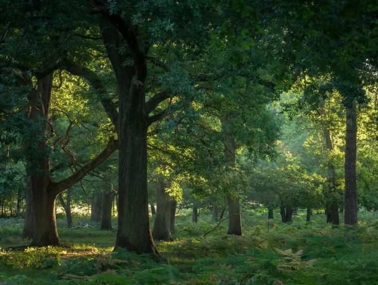 greenvibe tweet picture