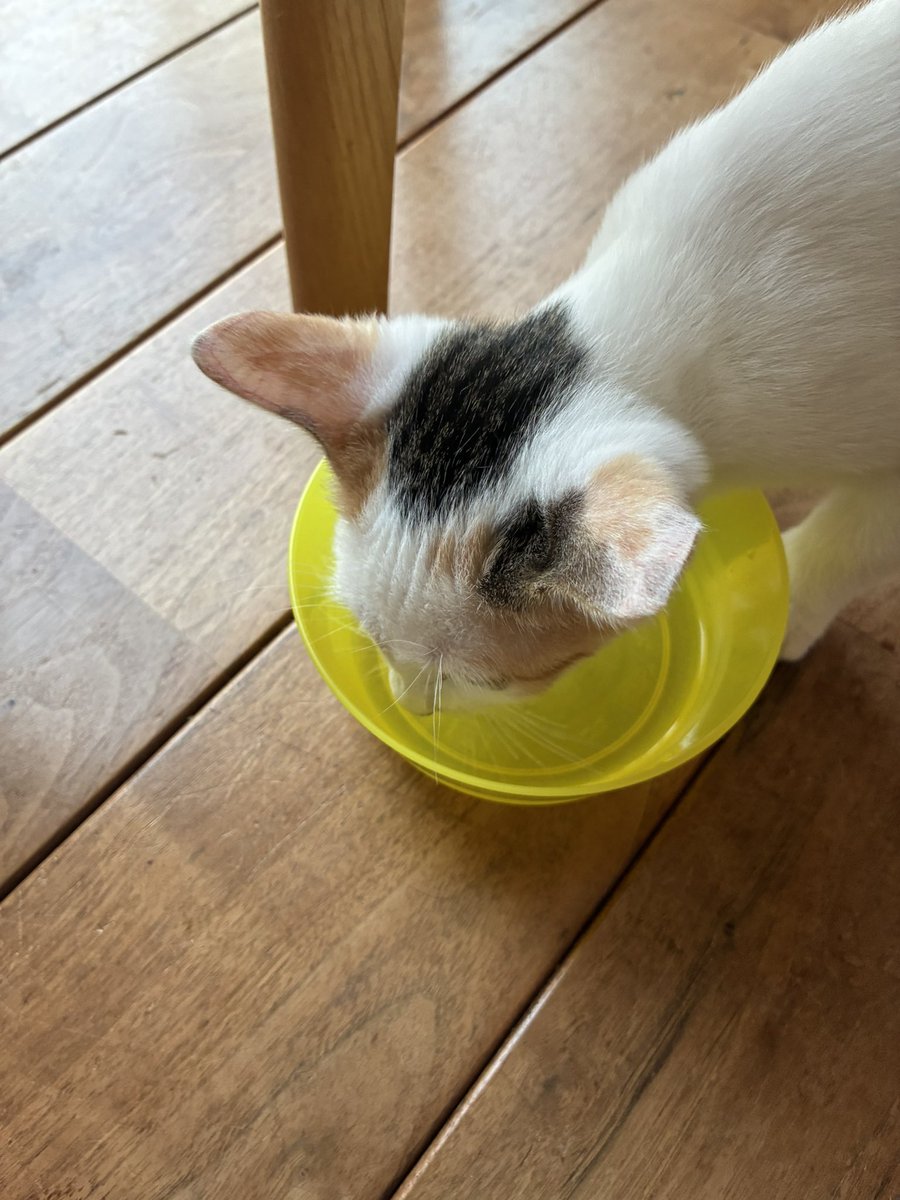 marumi408's tweet photo. 眉間のシワ？おでこのシワ？お水飲む時にだけ寄ってる🤭 https://t.co/xFWZoUjMtw