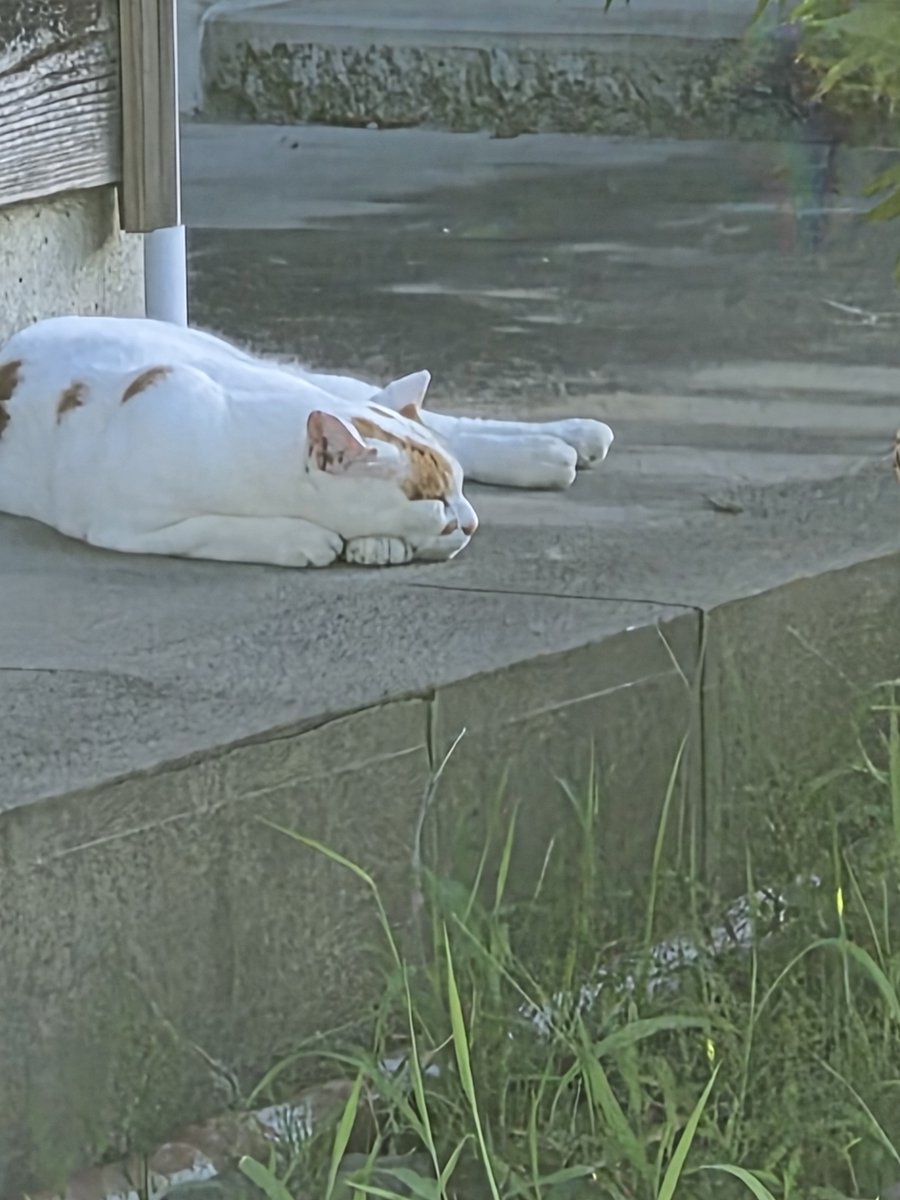 sochan202219's tweet photo. 猫は2度寝。 https://t.co/1gdSjQD1lI