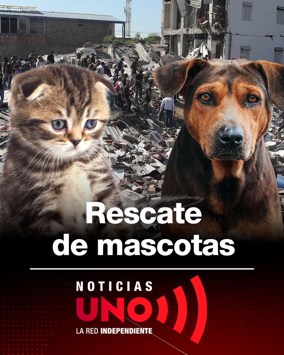 NoticiasUno's tweet photo. #NoticiasUNO | Conmovedor rescate de perros y gatos heridos tras el terremoto
https://t.co/PRfebHg26y https://t.co/8H2ANB5Yoq