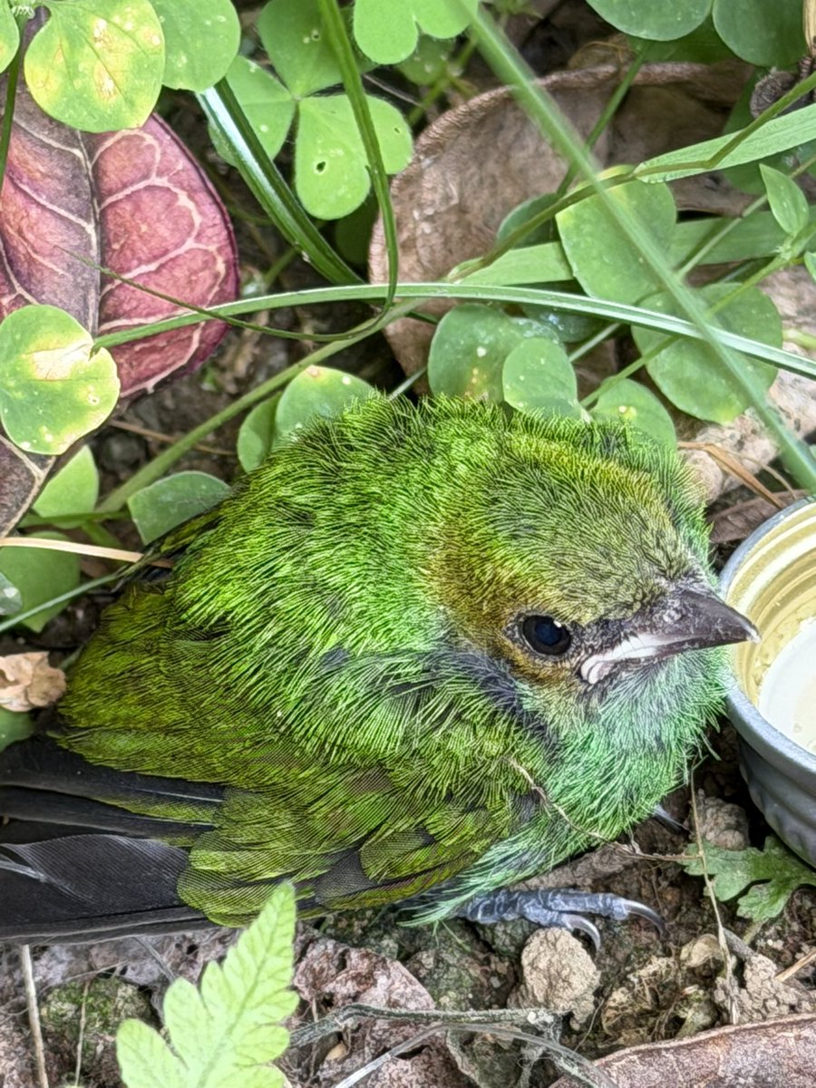 JennCoulson's tweet photo. Green Honeycreeper on its first day out of the nest! #bird #colombia #birding https://t.co/bC0NSHiesx