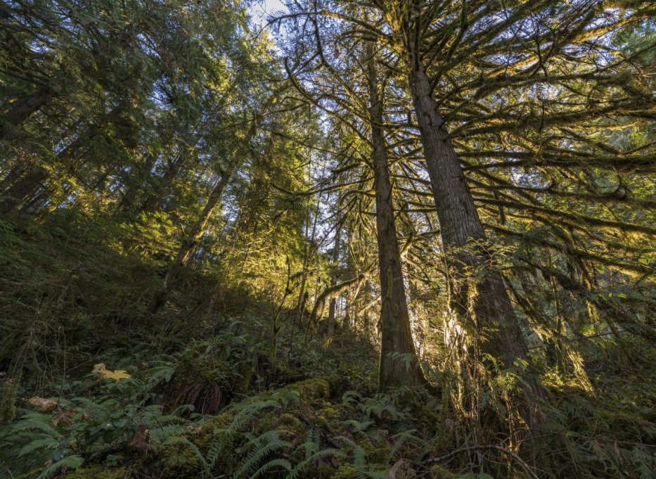 Veredas16's tweet photo. "Gobernanza en la gestión y manejo de los bosques como bienes comunes en comunidades Purépechas con autogobiernos comunales", revisa este artículo de Humberto Hernández Ramos y Crisóforo Cardoso Jiménez. https://t.co/4nheDAzoge 
#UAM  #revista https://t.co/UWA4F58Y0M