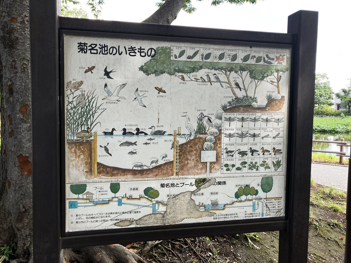AKKOPOPPO's tweet photo. まぁ、結局数日雨に降られてないという🤔
今日は高尾山方面はお天気がよろしくないので近所のお散歩にした。
ドトールで一息入れてからまだまだ歩くぞ。 https://t.co/4fpRnmK5hR
