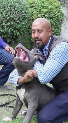 Cesar_Daniel_AD's tweet photo. @c4jimenez @Alc_Iztapalapa Nada de patadas o palazos. Hay que asfixiar unos segundos al perro con un cinturon o con el brazo. Cuando le falte el aire abrirá el hocico. https://t.co/hONpXeHtPb