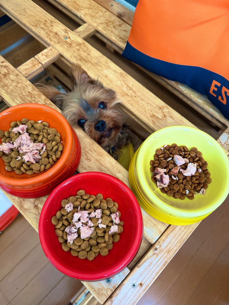 cohhhhhhh's tweet photo. 今日も勝つぞーー⚽️
かつおーーー！🐟

#エスパルス犬部 でいただいた
ワンにゃんかつおをトッピングに
愛犬もゲン担ぎ🐾

#spulse https://t.co/s4dxStHtpN