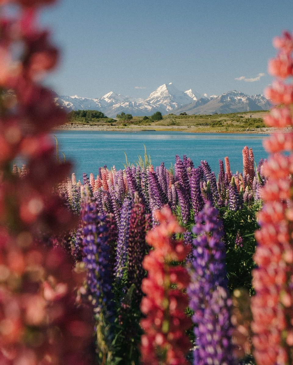 echoesofworld's tweet photo. New Zeeland https://t.co/px1AFmYkDQ
