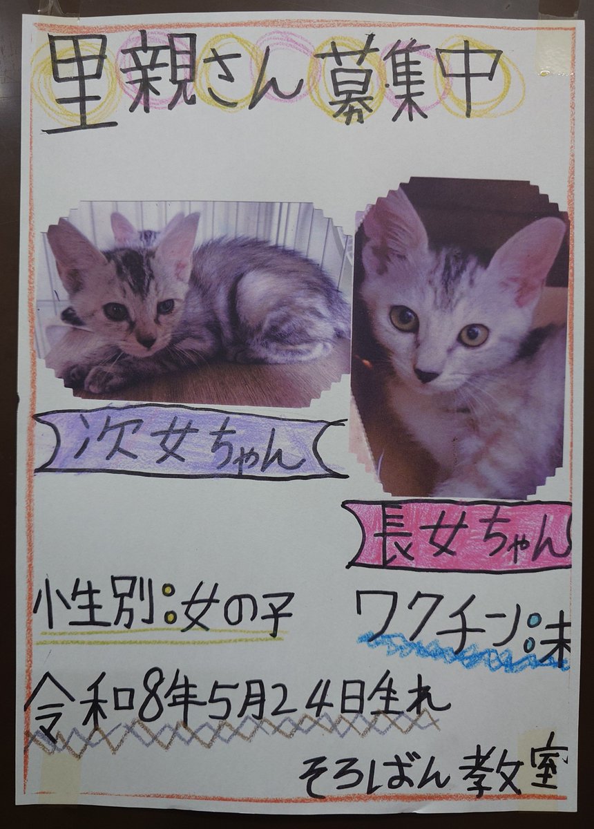 sign8jo's tweet photo. ご無沙汰しておりました。

久々のまごらさんにて。子猫2匹を家族に迎えていただける方を探しています。小学6年生のお子さんの力作をご覧いただき、詳細はそろばん教室＆まごらさんまでお問い合わせください。

ちなみに、長女は好奇心旺盛で活発、次女は少しビビりで健気な感じです。

#八丈島 https://t.co/ygSIYjTyHb