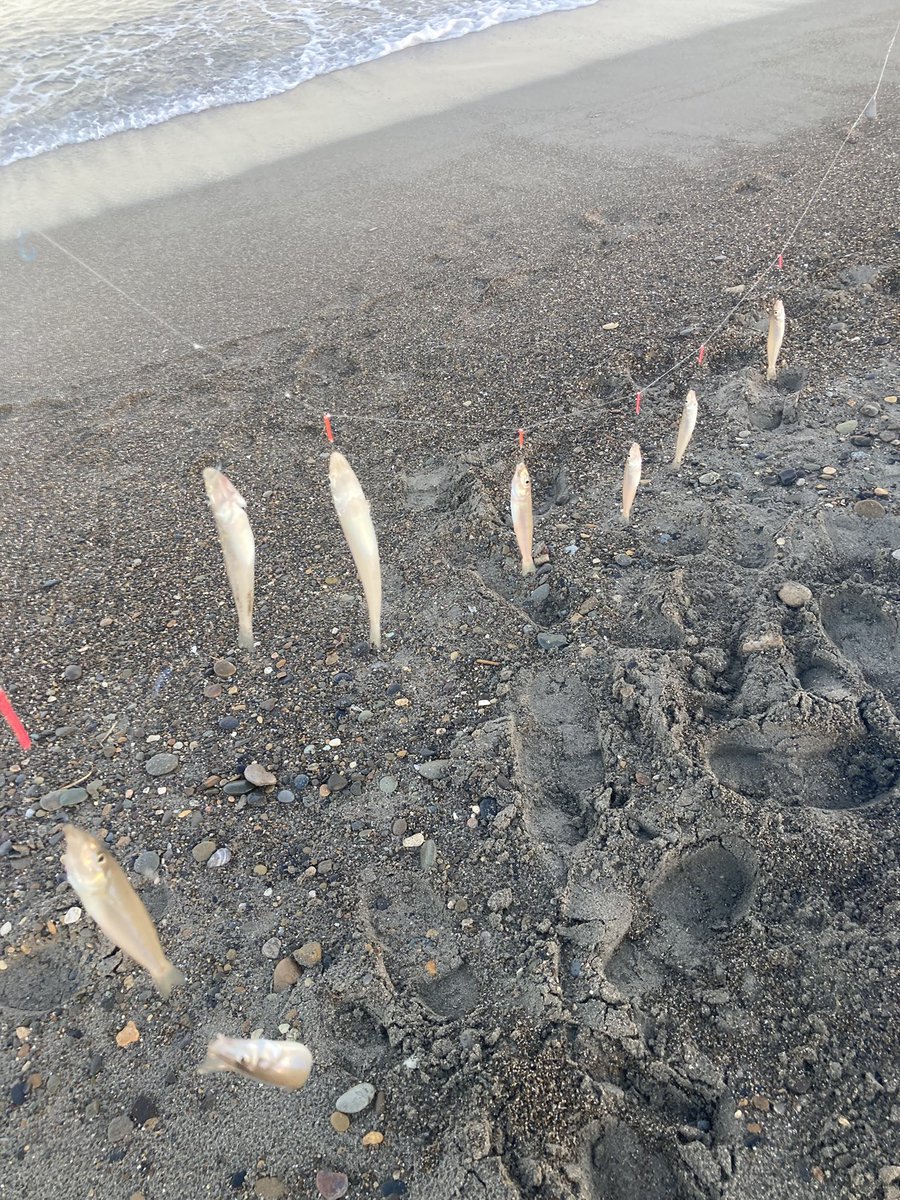 fisherman_aco27's tweet photo. 悲願
人生初の100匹超えとなるギリギリの101匹
27歳からキス釣り始めて16年もかかってしまったけど無事達成。
今回も釜谷浜でした。 https://t.co/DwRXGhwkRV