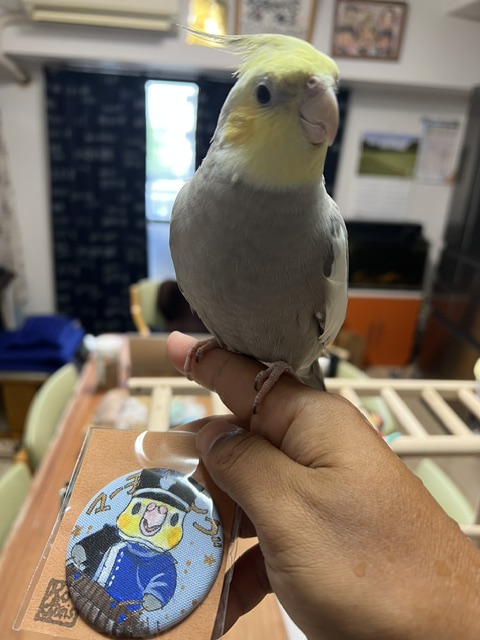 TSUBASA6077's tweet photo. 【拡散希望】
オカメインコの迷子情報です

場所：大阪市平野区加美正覚寺
日時：2026.8.12
名前：パイン
特徴：YouTubeのオカメインコの風太で歌うとついてきます。

情報お持ちの方、下記までご連絡を
npotsubasa@tsubasa0615.org
情報拡散のご協力お願いします https://t.co/kbJQzhiOTz