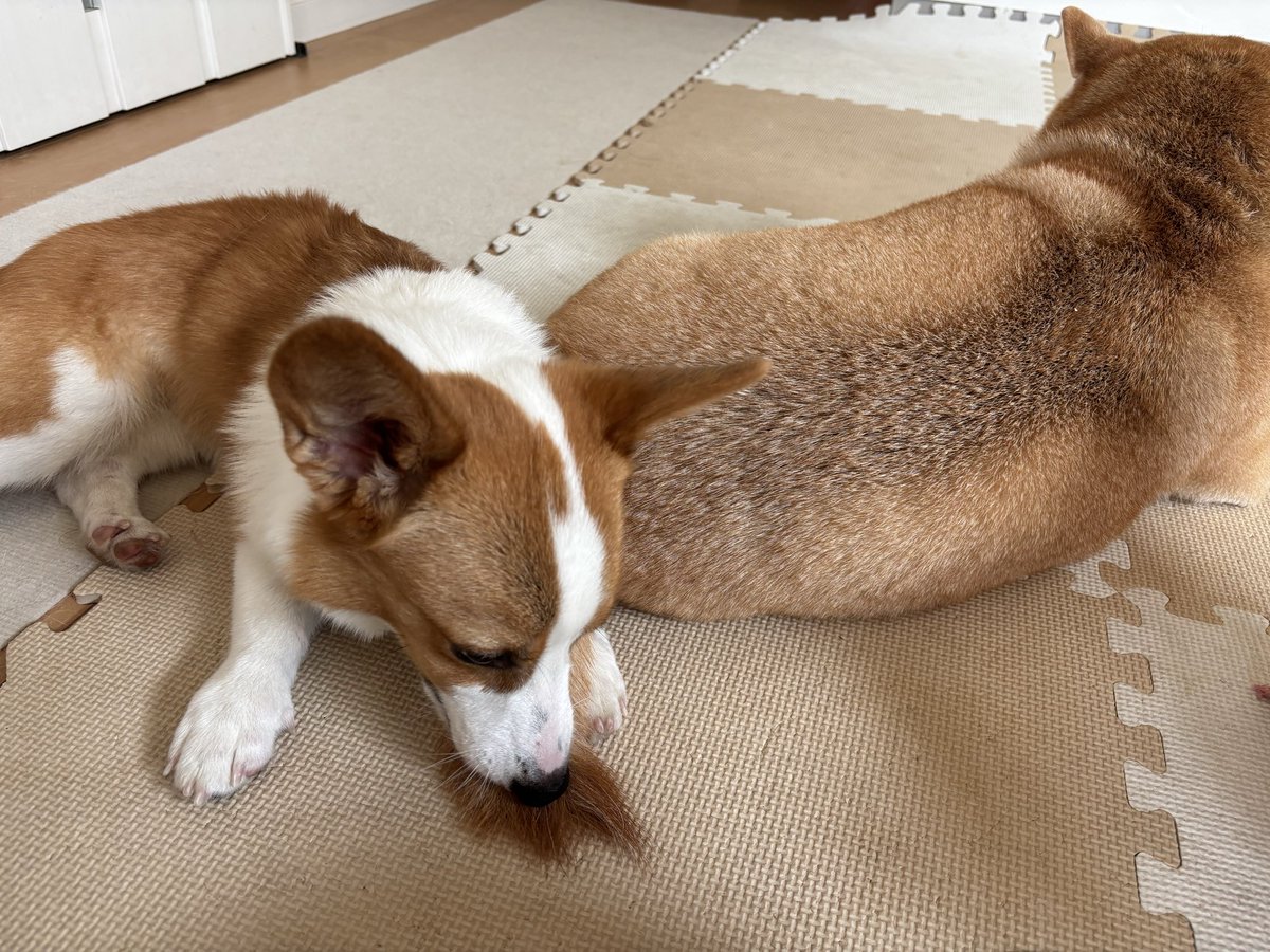 BlogKogimomo04's tweet photo. しっぽのお手入れ
 #柴犬
 #ふくちゃん
 #コーギー
 #くまちゃん https://t.co/i3Do49rQMr