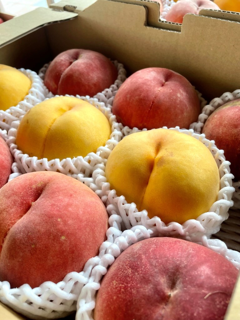 f_michinoeki's tweet photo. 8月15日(土)10時20分現在の気温は26℃、
天気は曇りです。

本日も直売所とレストラン側軒下にて桃の販売を
行っております！
🍑川中島白桃
🍑まどか
🍑かぐや
🍑黄金桃

皆様のご来場お待ちしております😊🍑 https://t.co/MrC323jjk9