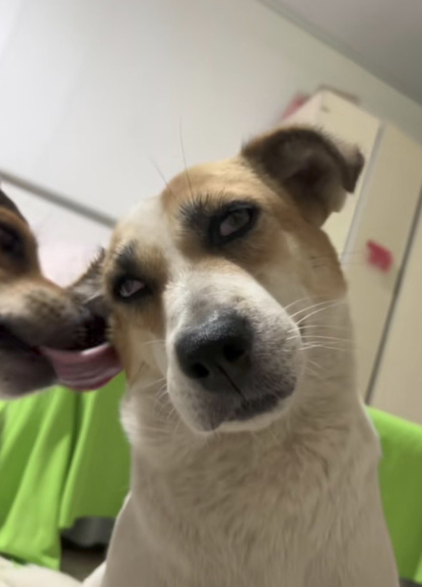 twaniimals's tweet photo. https://t.co/VTd2VVkK5o