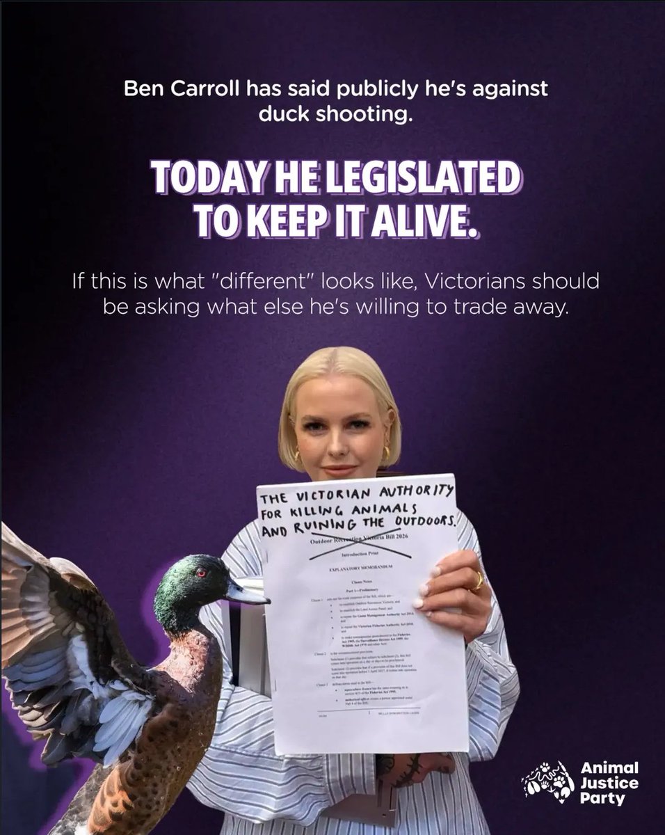 animaljusticeAU's tweet photo. #SpringSt #VicPol #AusPol #AusPol2026 #Wildlife #WildlifeRescue #Birds #Ducks #Animals #AnimalRights #AnimalWelfare #AnimalJusticeParty #VicElection #StateElection #VicVotes #Victoria #NorthernVictoria https://t.co/wC0vn9ljtj