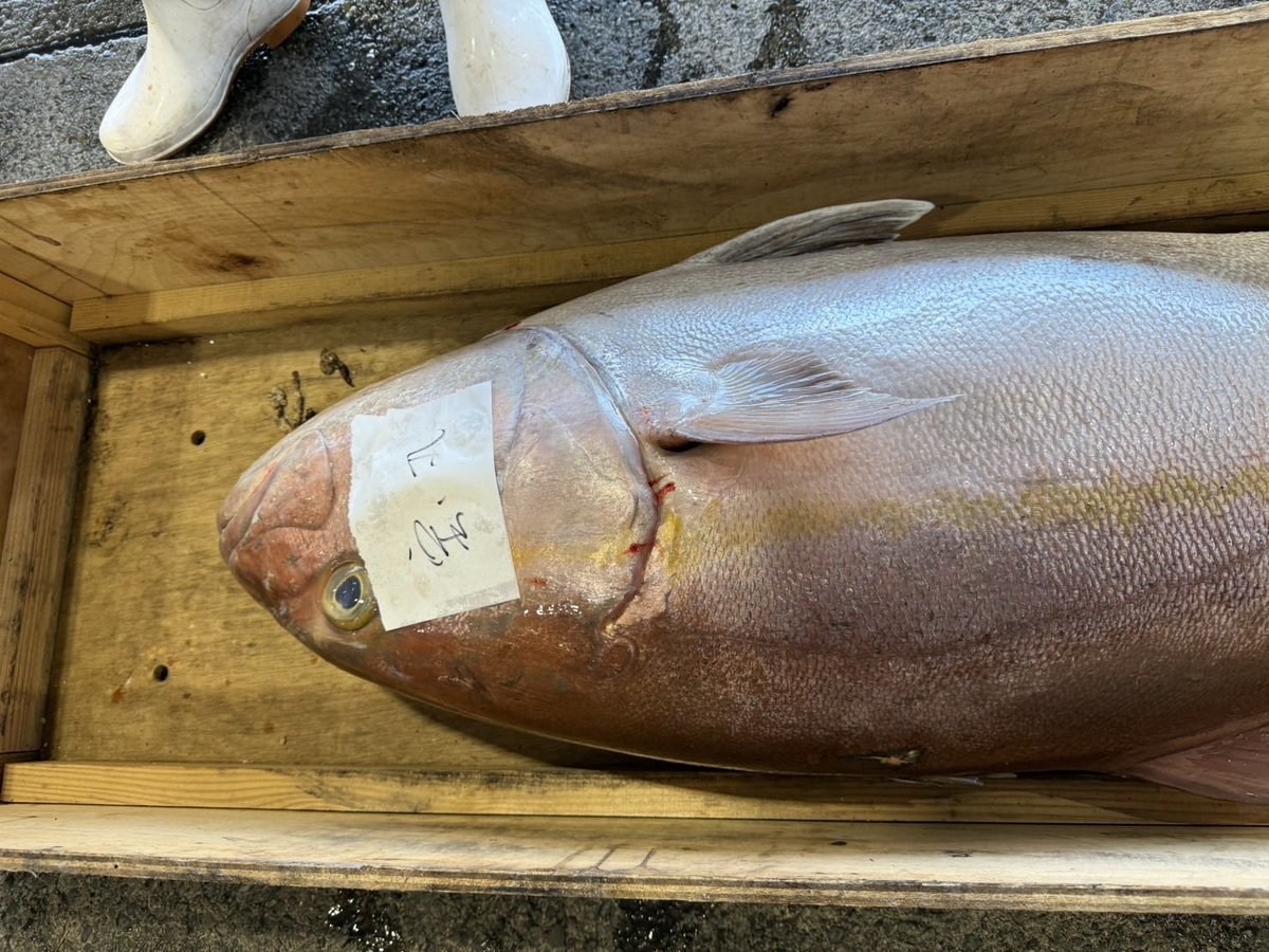 ohakoya18's tweet photo. 先日４７キロのカンパチが上がりました。頭だけでも１３キロ。
胃袋にはたくさんのムロアジが入っていました！
#八丈島　#釣り　#カンパチ　#ムロアジ https://t.co/P873qnZThn