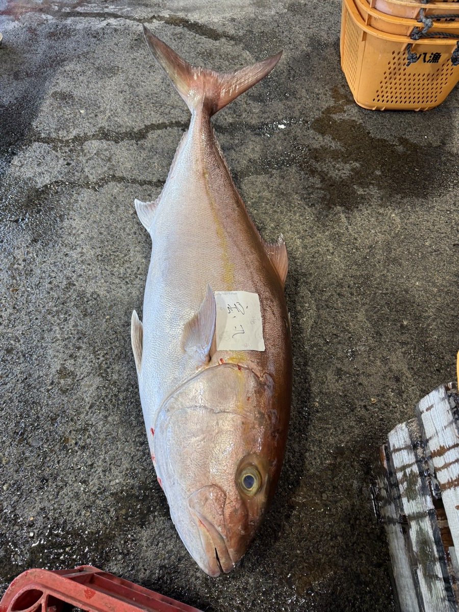 ohakoya18's tweet photo. 先日４７キロのカンパチが上がりました。頭だけでも１３キロ。
胃袋にはたくさんのムロアジが入っていました！
#八丈島　#釣り　#カンパチ　#ムロアジ https://t.co/P873qnZThn
