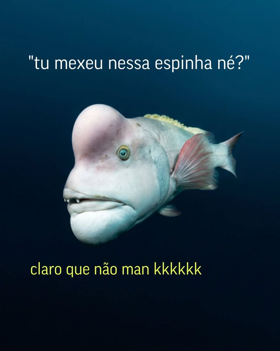 shitpostverdade's tweet photo. https://t.co/gD5jNkyBOU