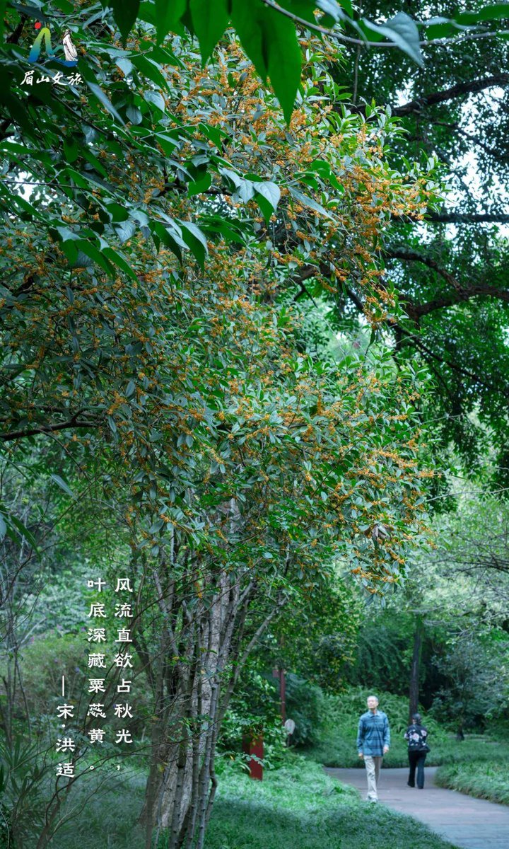 rlatndls3586's tweet photo. 周末骑行绕城，风裹着桂花香扑脸，途经老巷时偶遇卖糖画的阿婆，慢悠悠的半日，把日常的疲惫都吹走啦～ https://t.co/uBJm6qAQQS