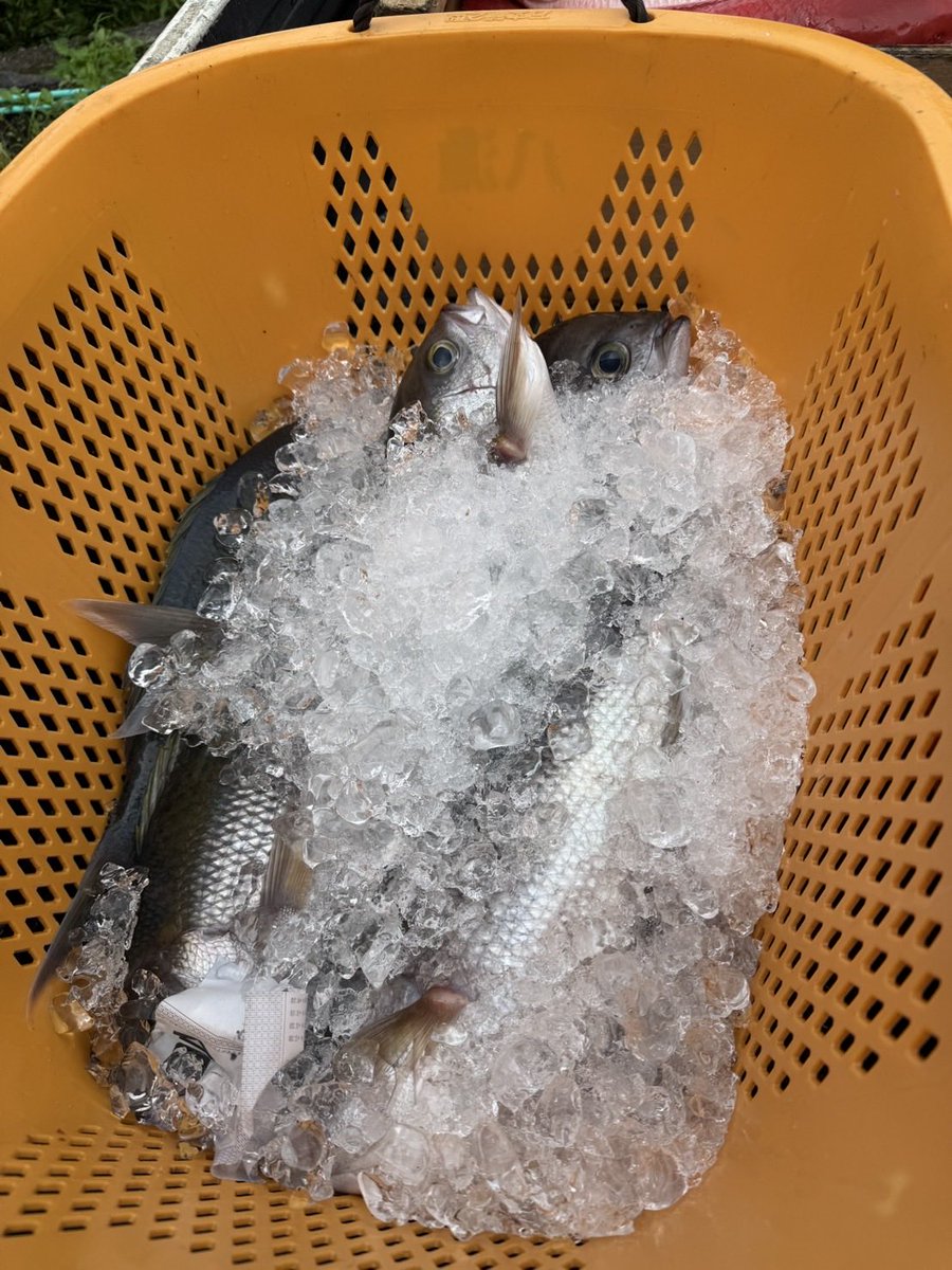 ohakoya18's tweet photo. #オナガダイ
#キントキ
#アカサバ
#アオダイ
などが水揚げされてます。
鮮魚の注文承ります！
お気軽にお問い合わせください。
☎️04996-2-0938

#鮮魚直送　#八丈島 https://t.co/VudemykLId