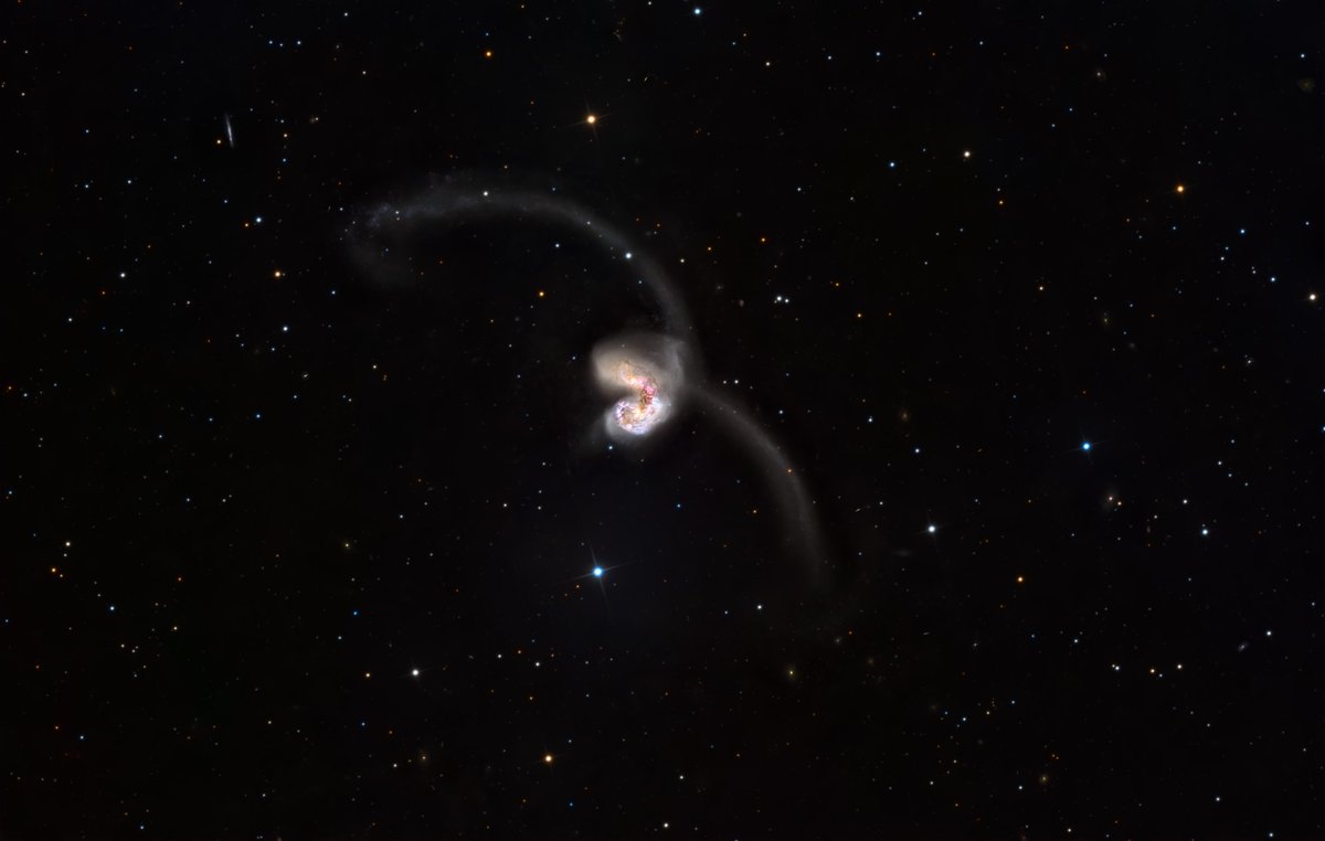 BenSKlerk1's tweet photo. The Antennae #Galaxies are a pair of merging galaxies in #Corvus. The galaxies are around mag 11.1 and 72 million light years away.
Imaging was done from May until July, seeing conditions where mostly poor
#Planewave CDK 14
#10micron Gm3000
#QHY600M
Total time = 21.5hrs https://t.co/EcKNsSR4nn
