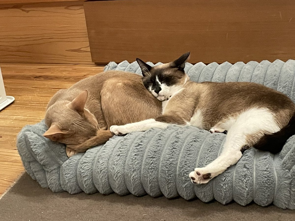 Yumigon__'s tweet photo. 我が家の２ニャン。
めんま　と　チロル

ふたりとも長生きし��ね
毎日癒しをありがとうね
床傷だらけでも全然いいよ
いつも隣で寝てくれてありがとう
大好きだよ
#アビシニアン　#シャムMIX https://t.co/jLwBFpD1jU